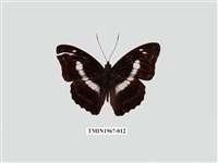 藏品(異紋帶蛺蝶)的圖片